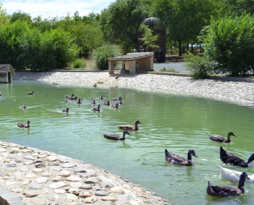 Parque patos