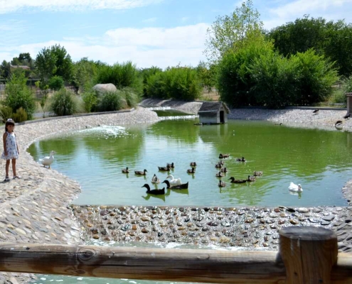 Parque patos lago